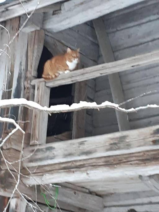 Alapihan Arboretumin vierasmaja ja sauna