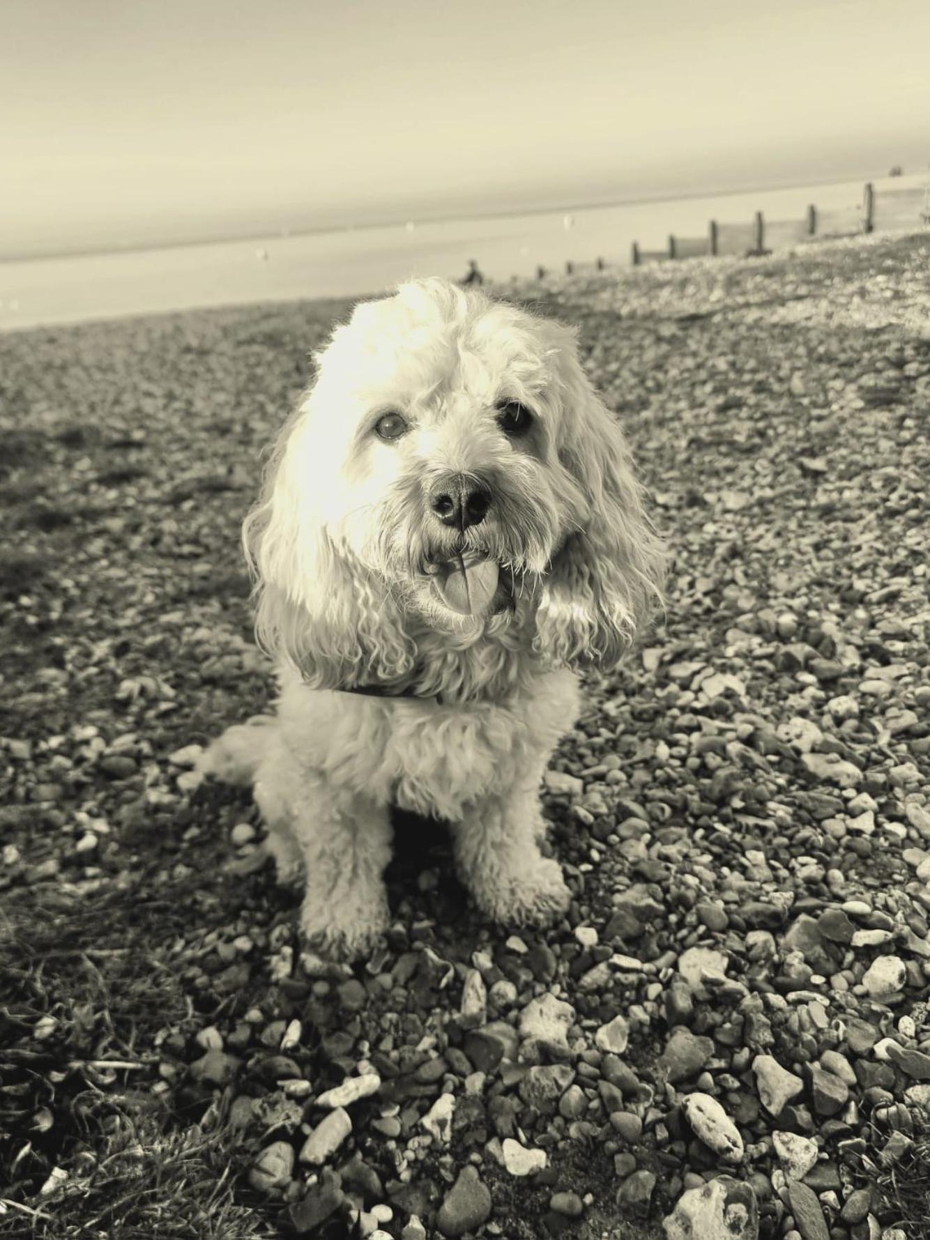 The Lost Lobster - 2 bedroom cottage with parking