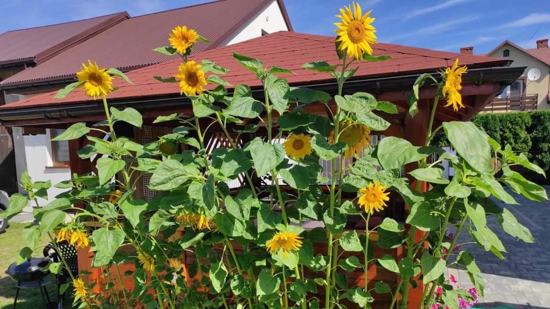 Apartament Kristel Zator