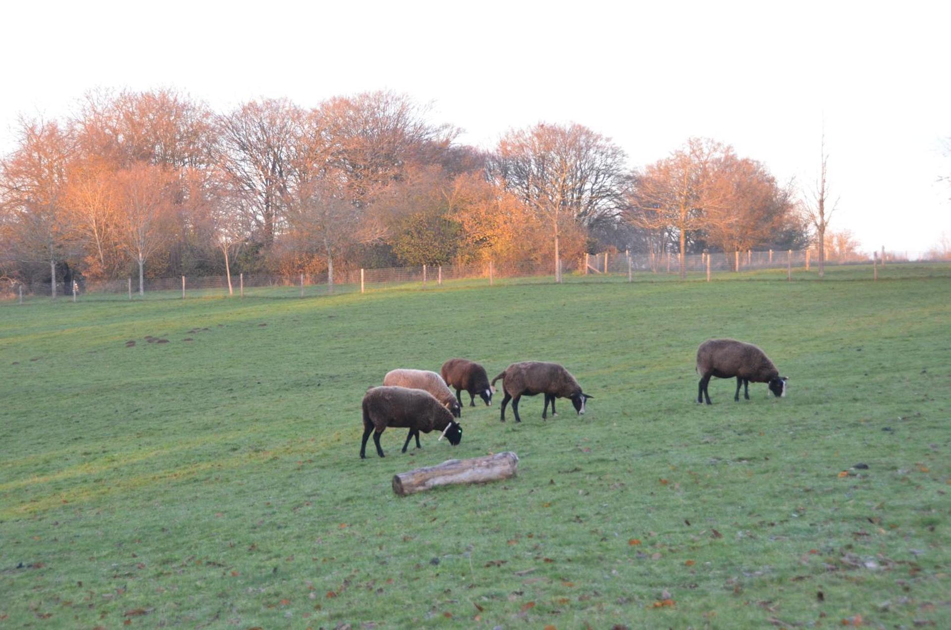 Les cabanes des Pierreux