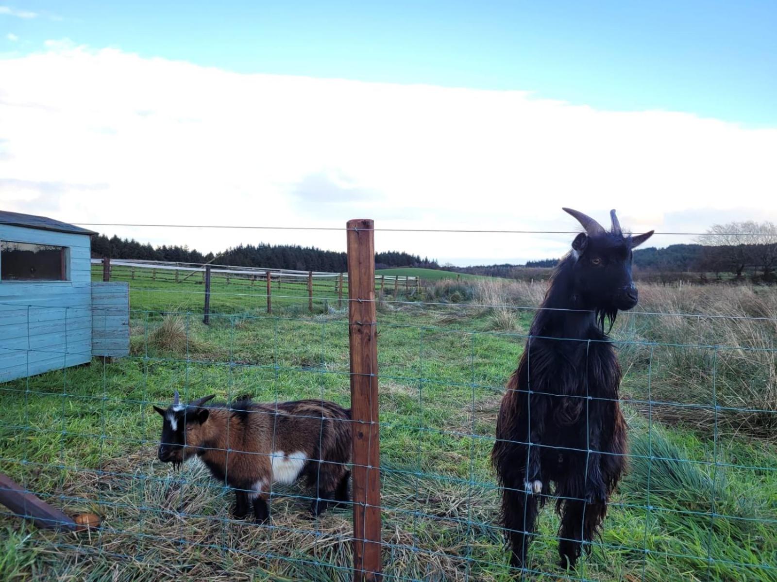 The Cabin at Forestview Farm