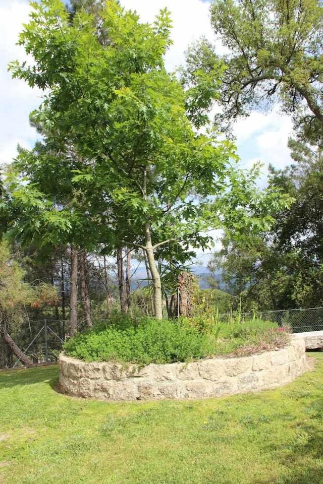 Casa da Boavista Camélias de Basto-Turismo Rural