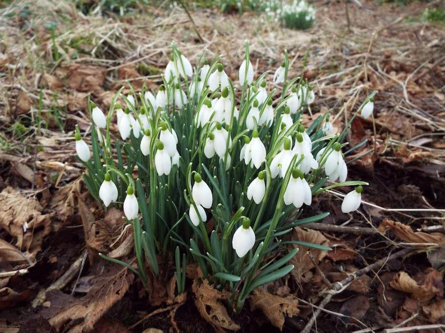 The Singing Heart, TirNaNog Cozy Cottage near Lochgilphead !!HIDDEN GEM!!