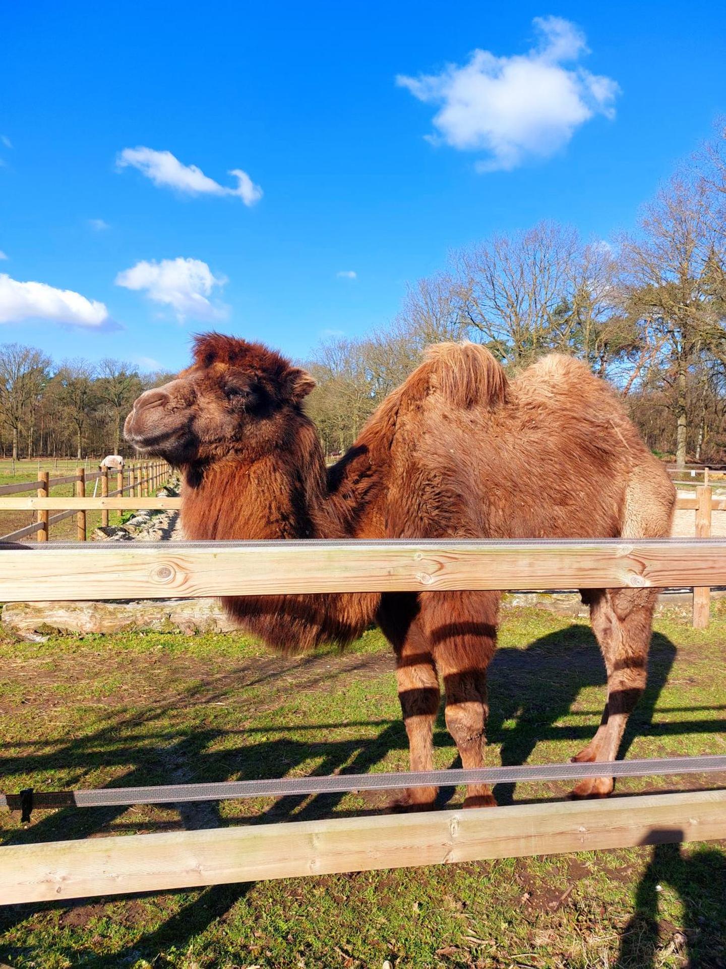 Luxe Finse Kota met Jacuzzi en SaunaBarrel de Zandhoef