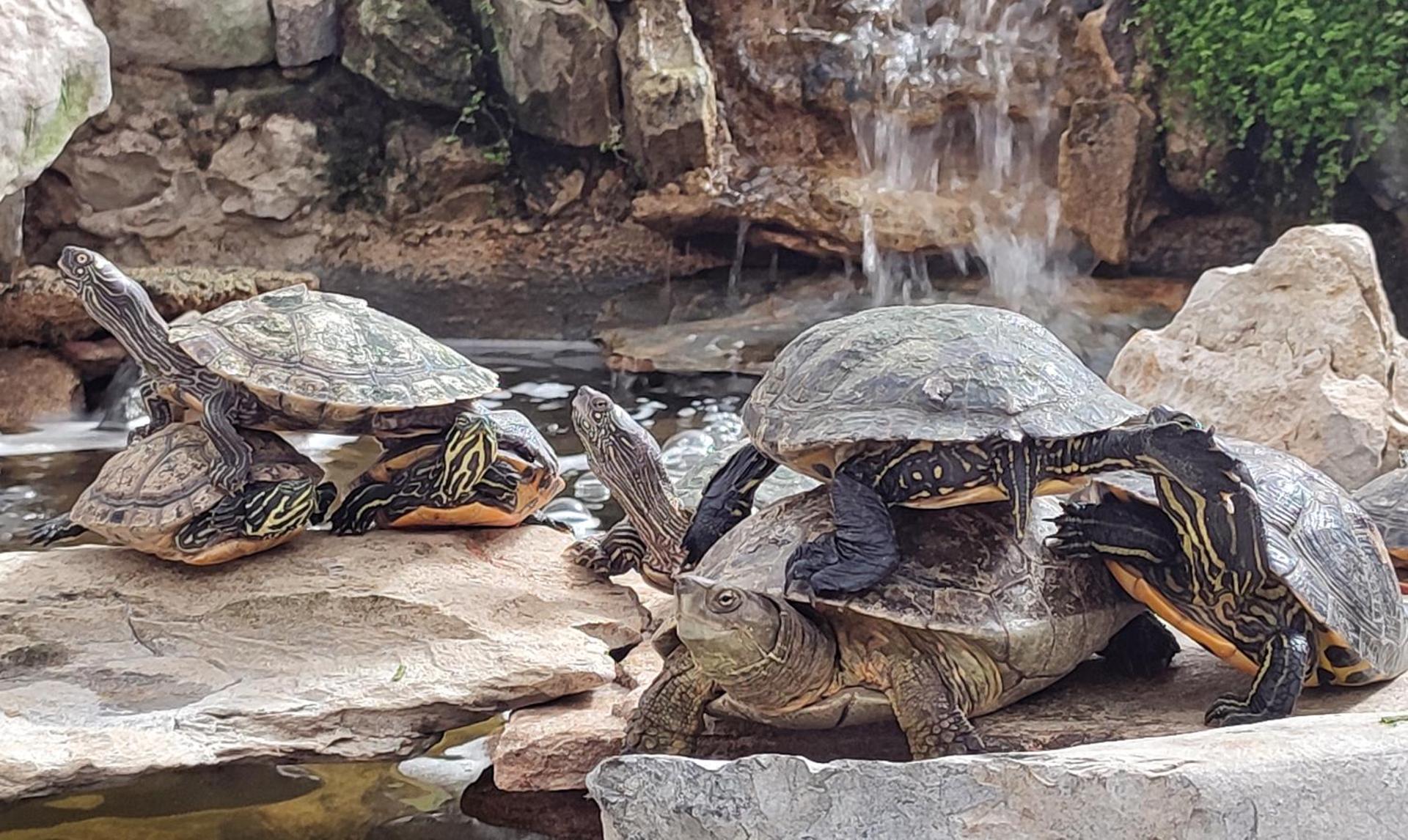 Zen Guest House - Museu do Bonsai