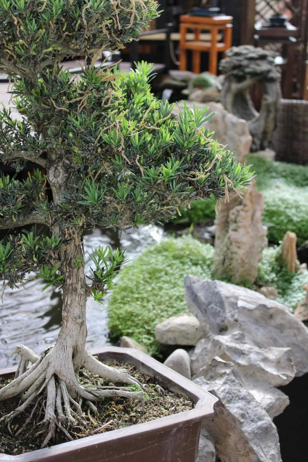 Zen Guest House - Museu do Bonsai