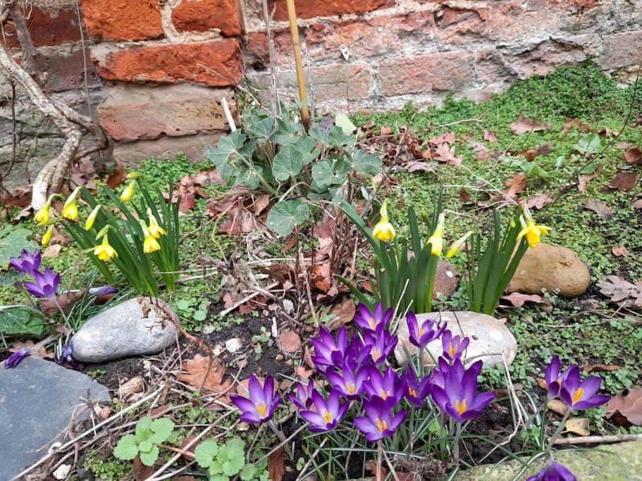 Rose Cottage, 2 Bedroom Cottage with character, near Southwold