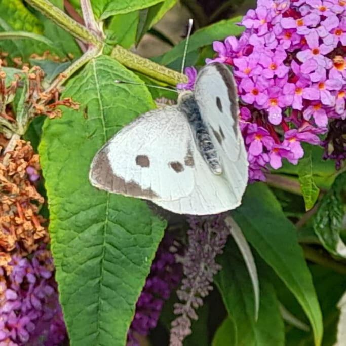 Rose Cottage, 2 Bedroom Cottage with character, near Southwold