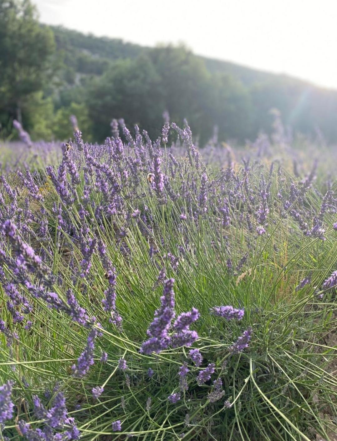 Logement d'exception près du Colorado provencal dans une résidence au calme avec piscine offrant une vue imprenable sur le Luberon depuis sa terrasse