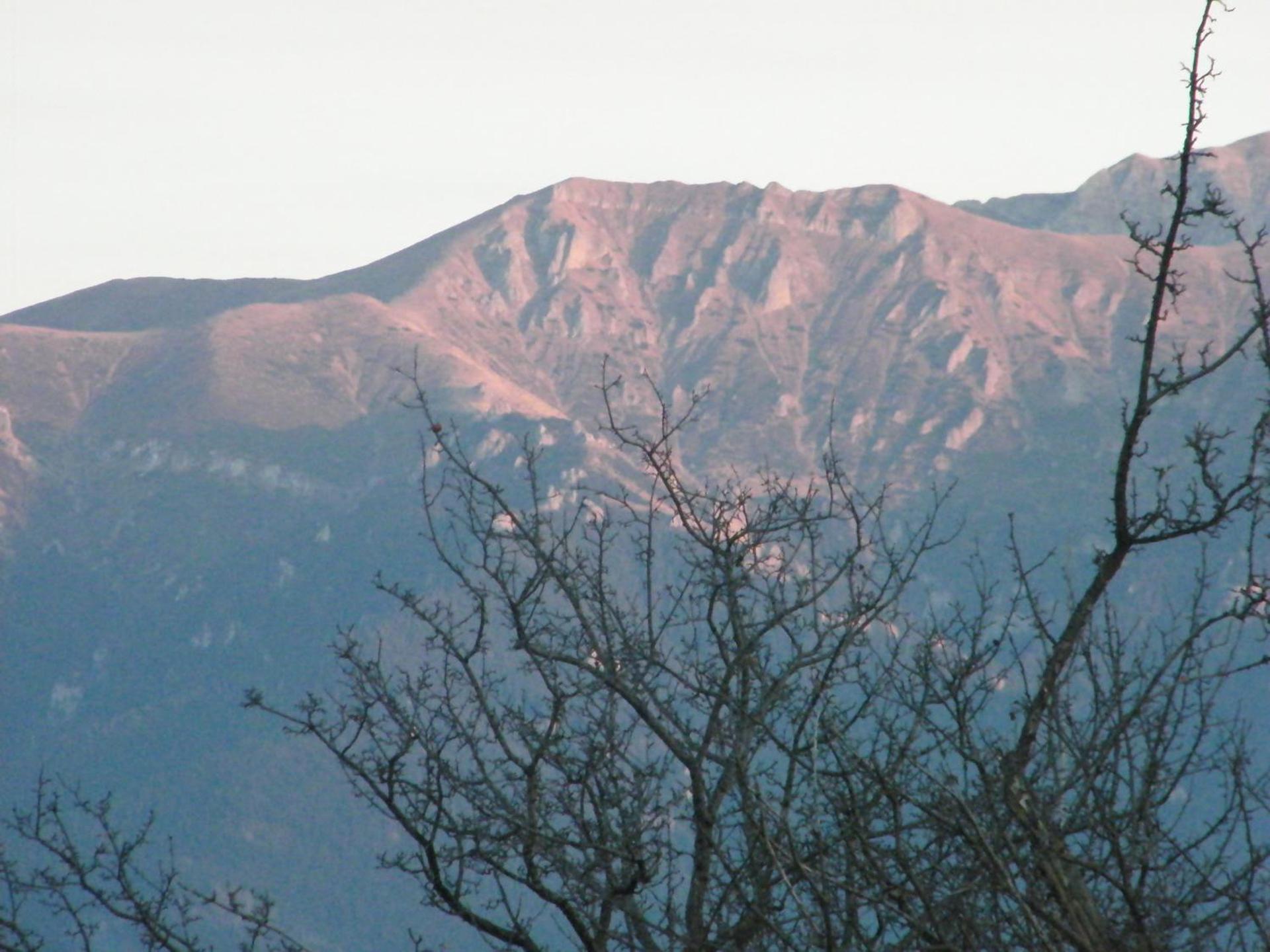 Garofita Pietrei Craiului
