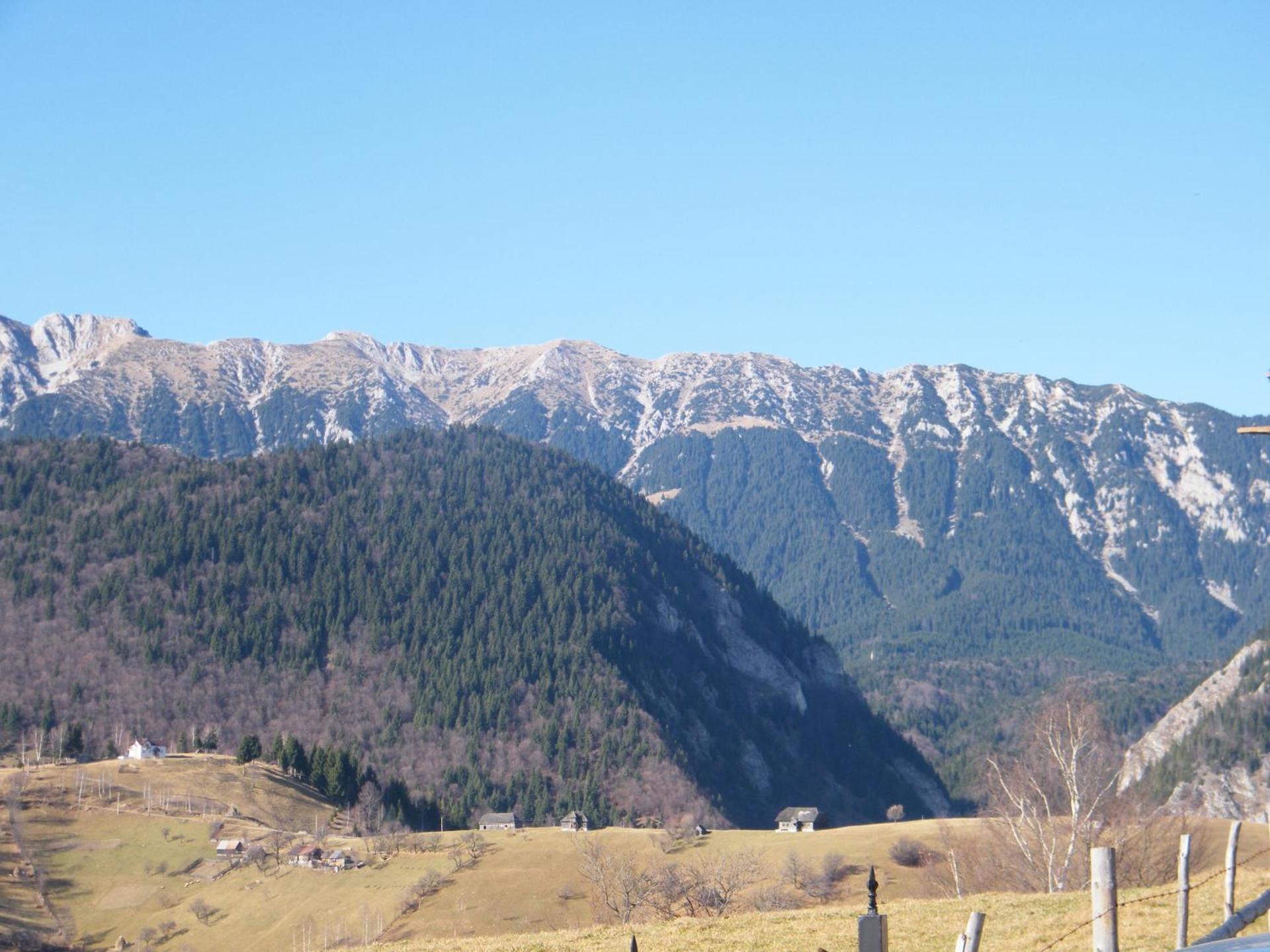 Garofita Pietrei Craiului