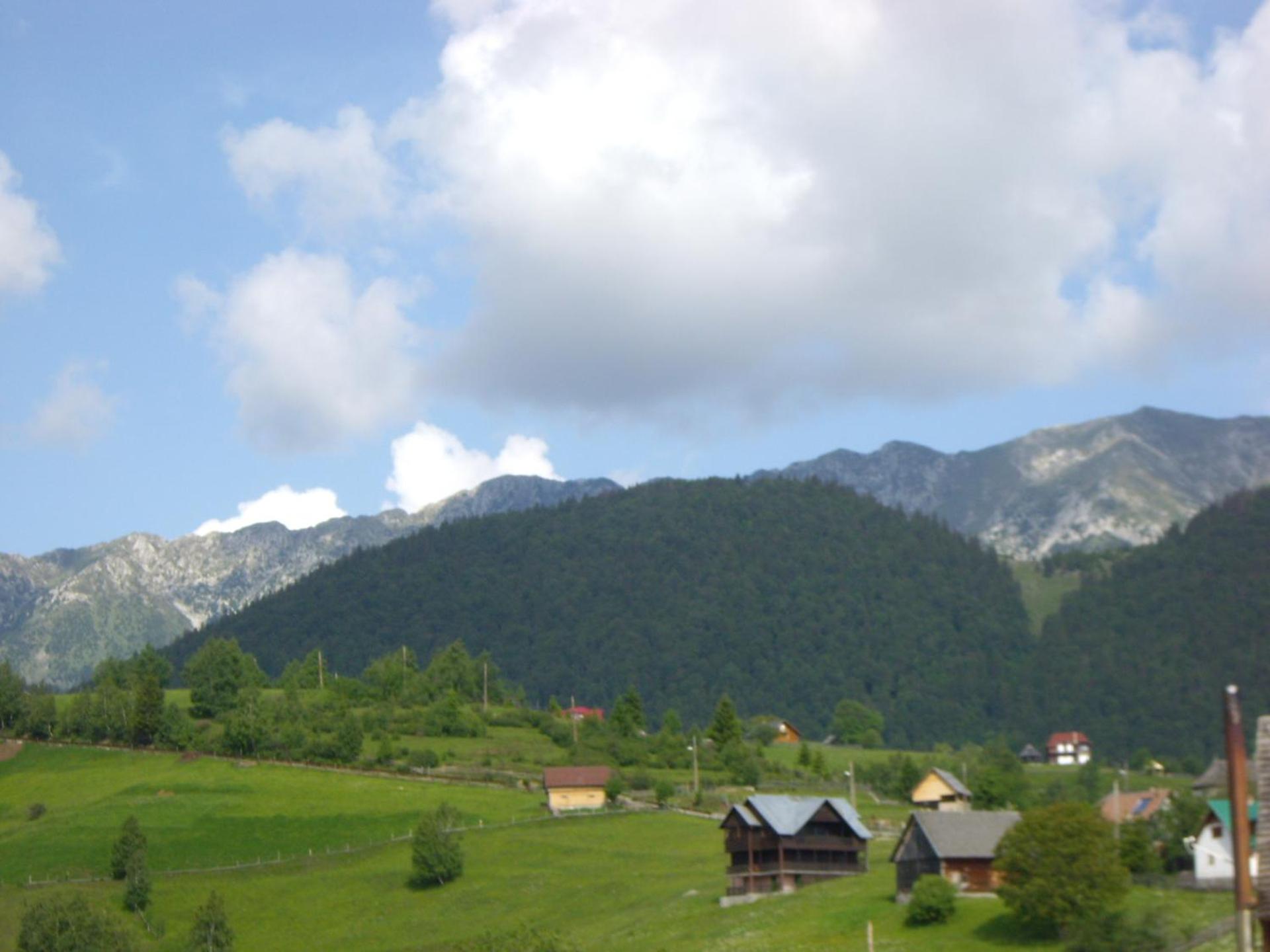 Garofita Pietrei Craiului