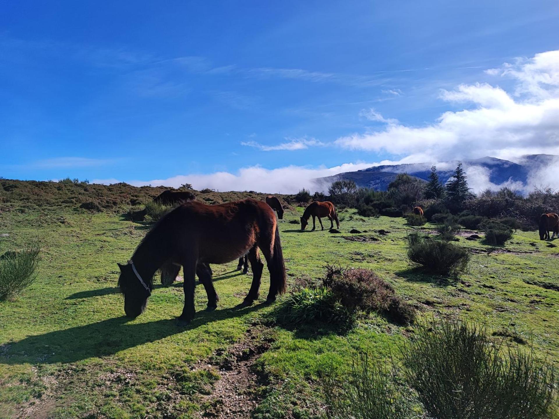 Casa da Fonte - Branda da Aveleira