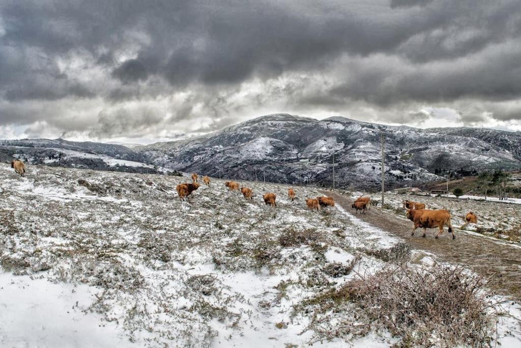 Casa da Fonte - Branda da Aveleira