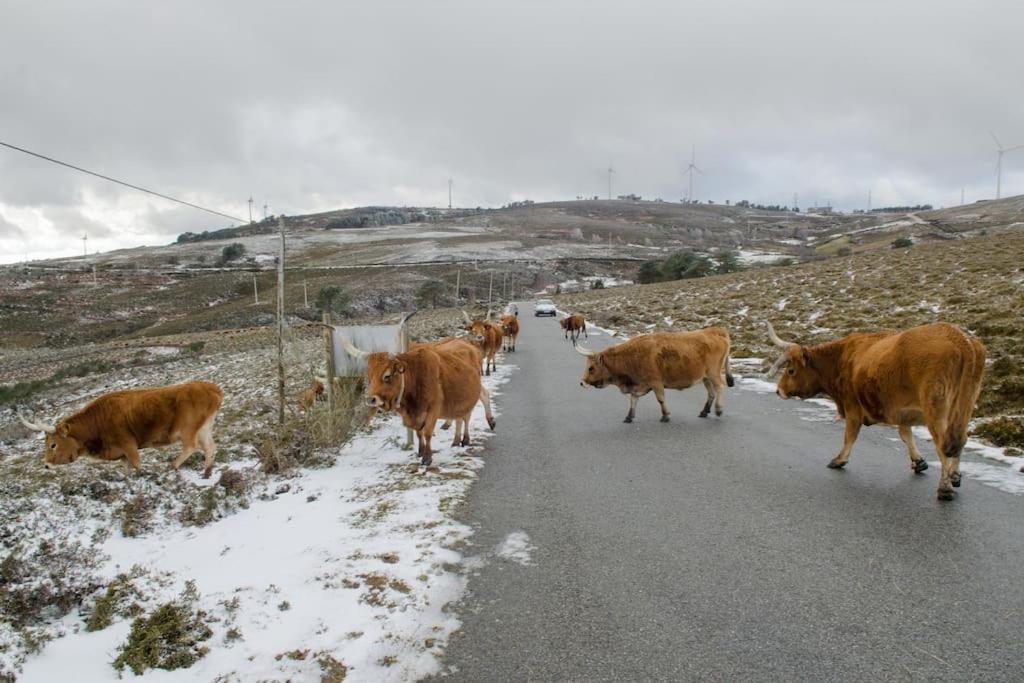 Casa da Fonte - Branda da Aveleira