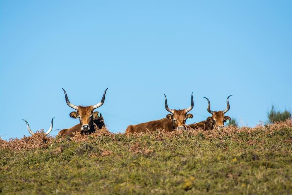 Casa da Fonte - Branda da Aveleira