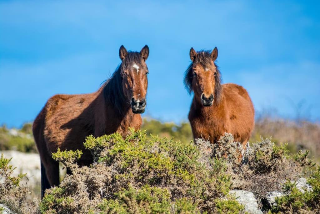 Casa da Fonte - Branda da Aveleira