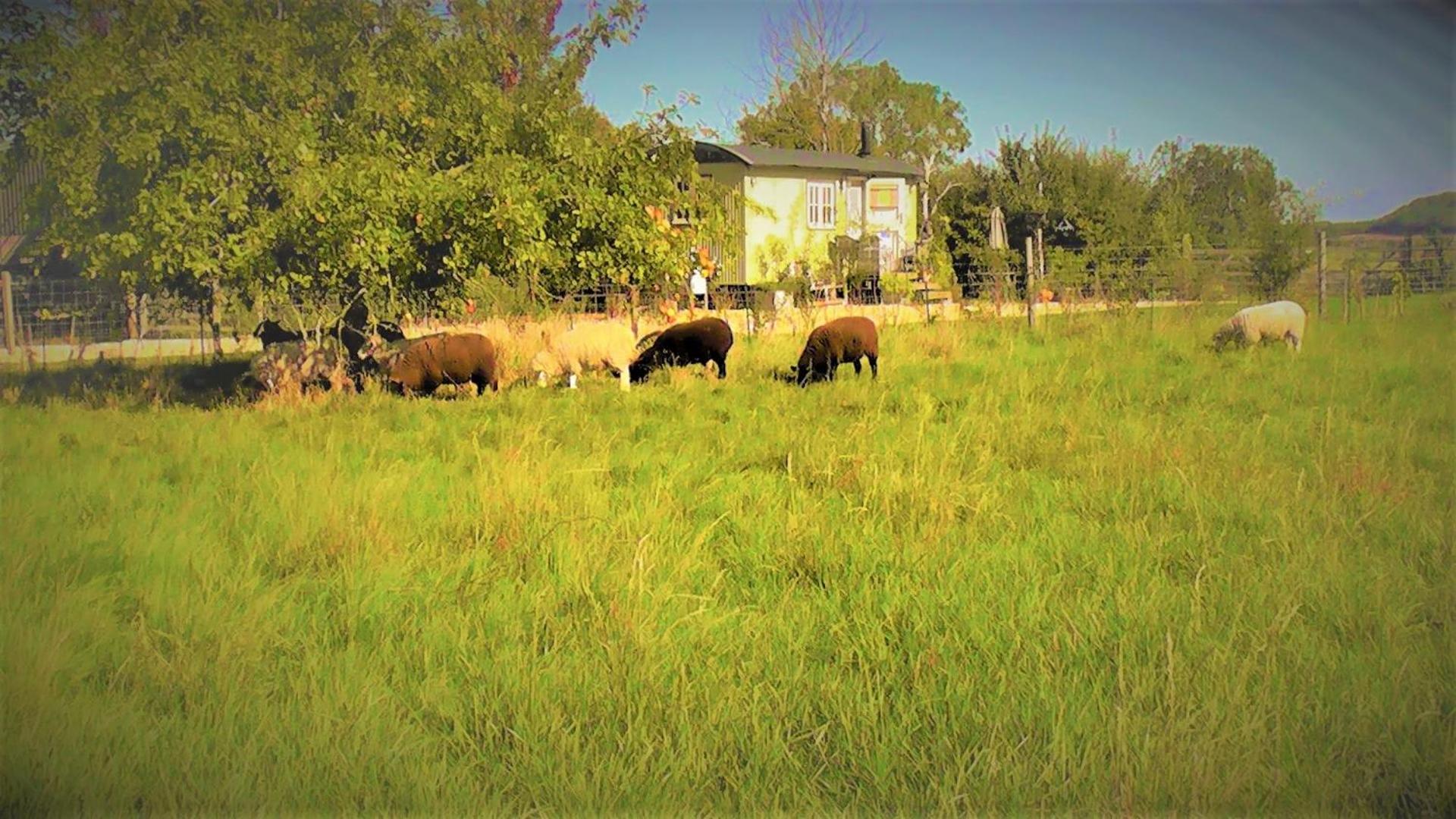 the abberton shepherds hut