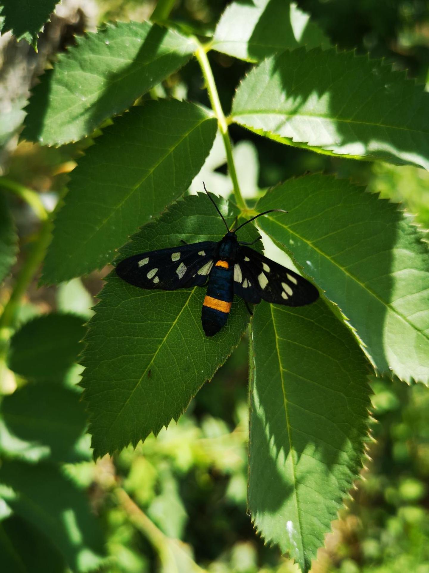 Azienda Agricola Ausono