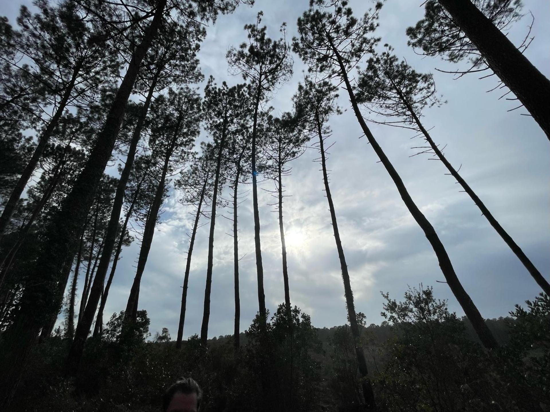Aux bonheurs Landais