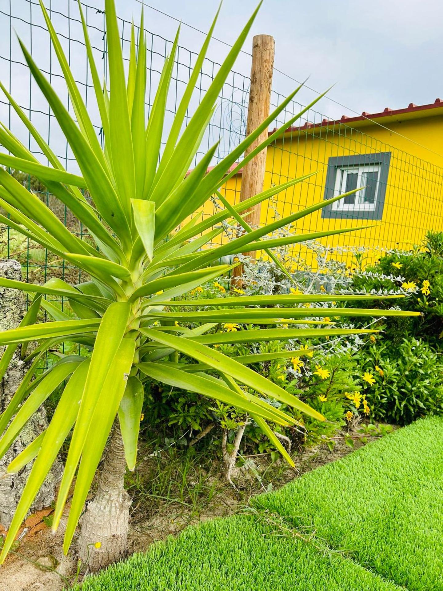 Quinta do Pica-Pau Amarelo