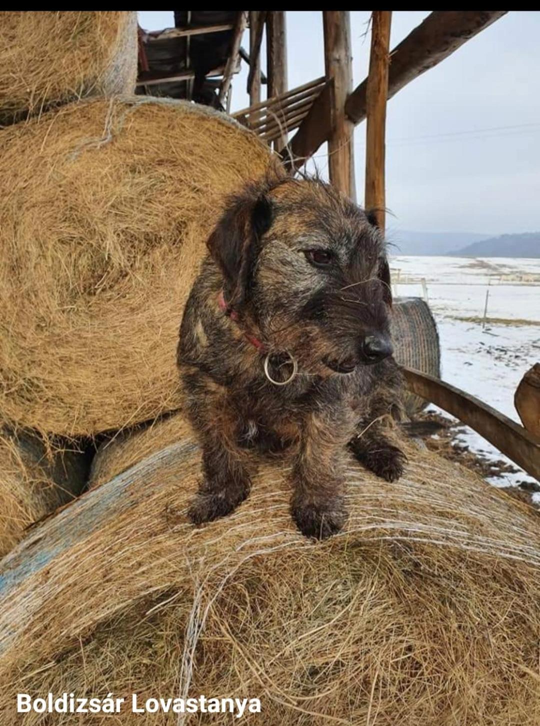 Boldizsár Lovas Ház
