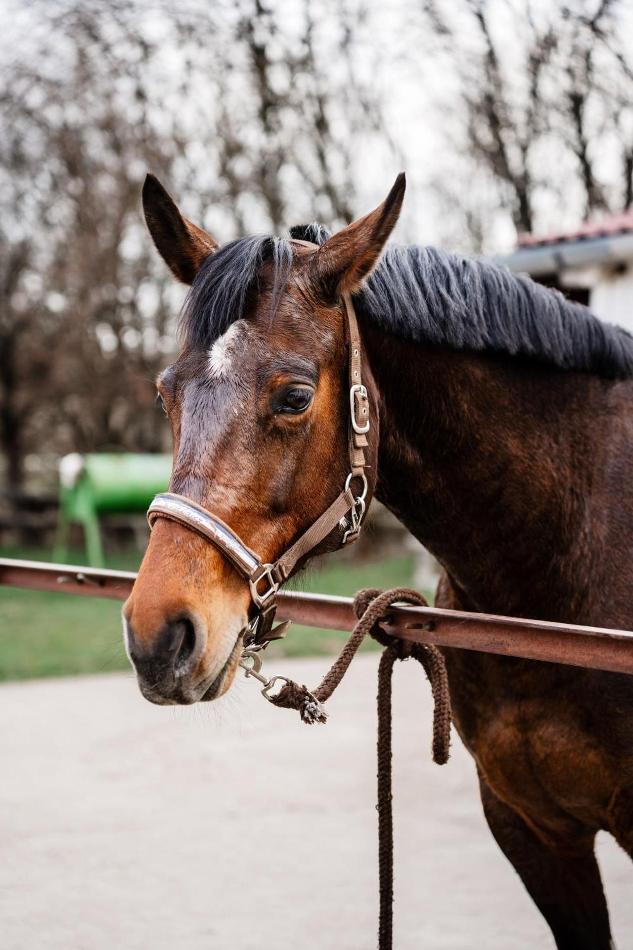 Boldizsár Lovas Ház