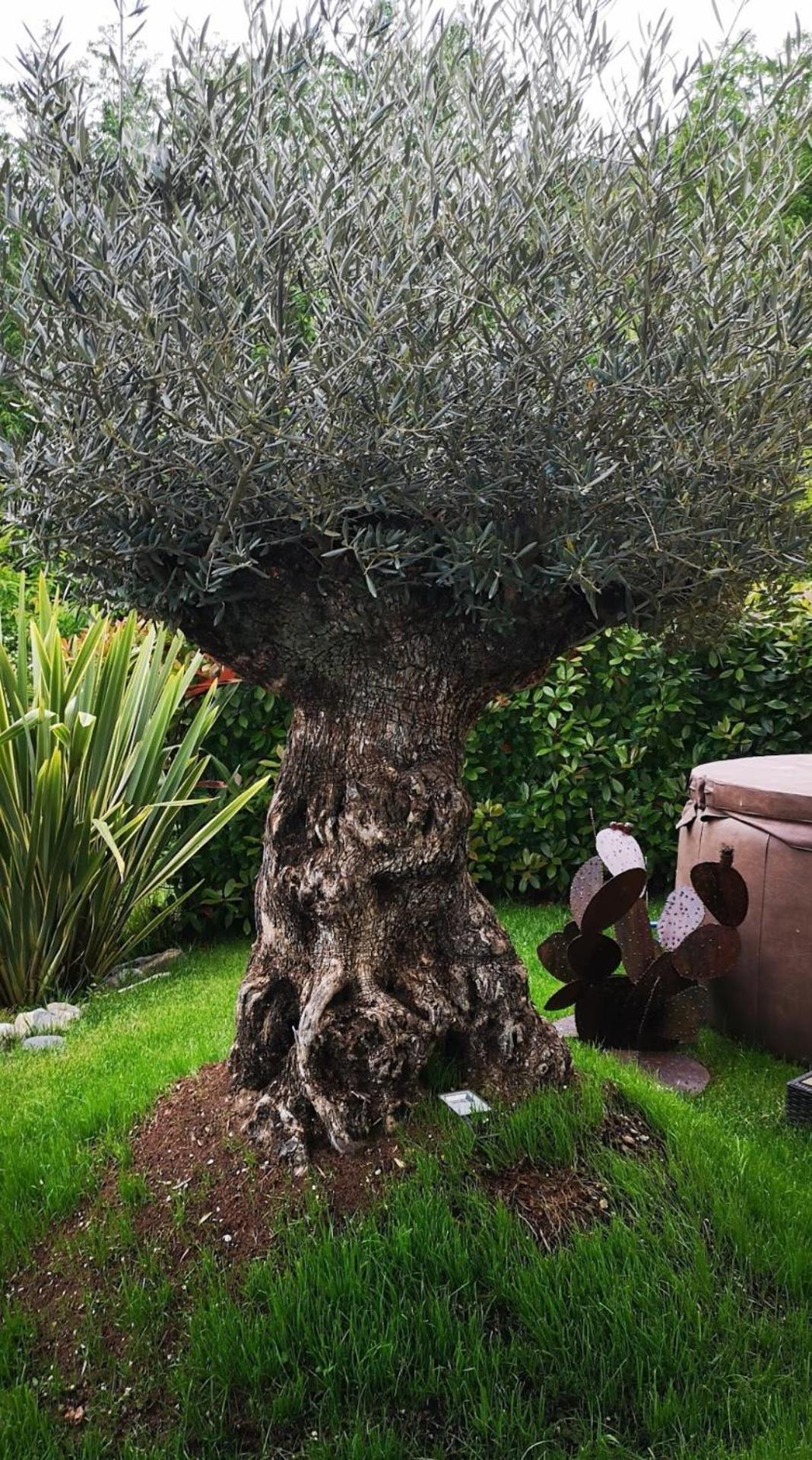 Magic Garden with Jacuzzi-Pool and Luxury Lake Como view