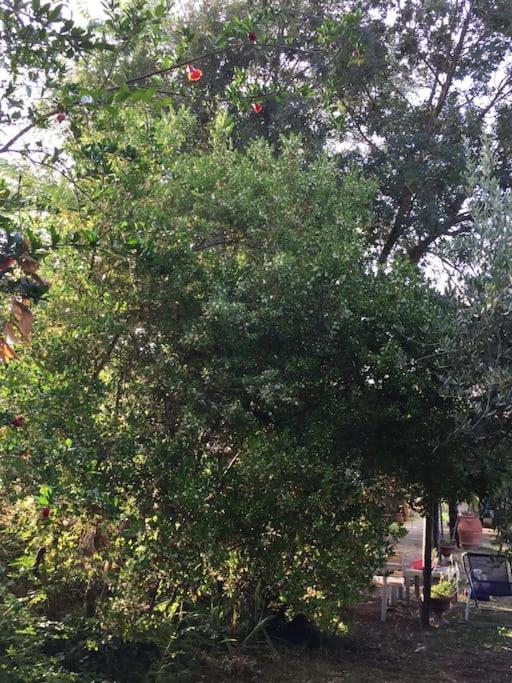 Chalet La Sequoia Orte