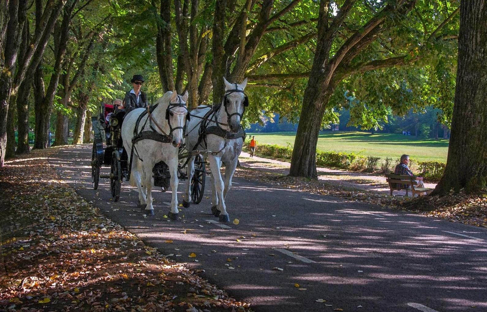 Eckberg Apartments - near City Centre & Nature