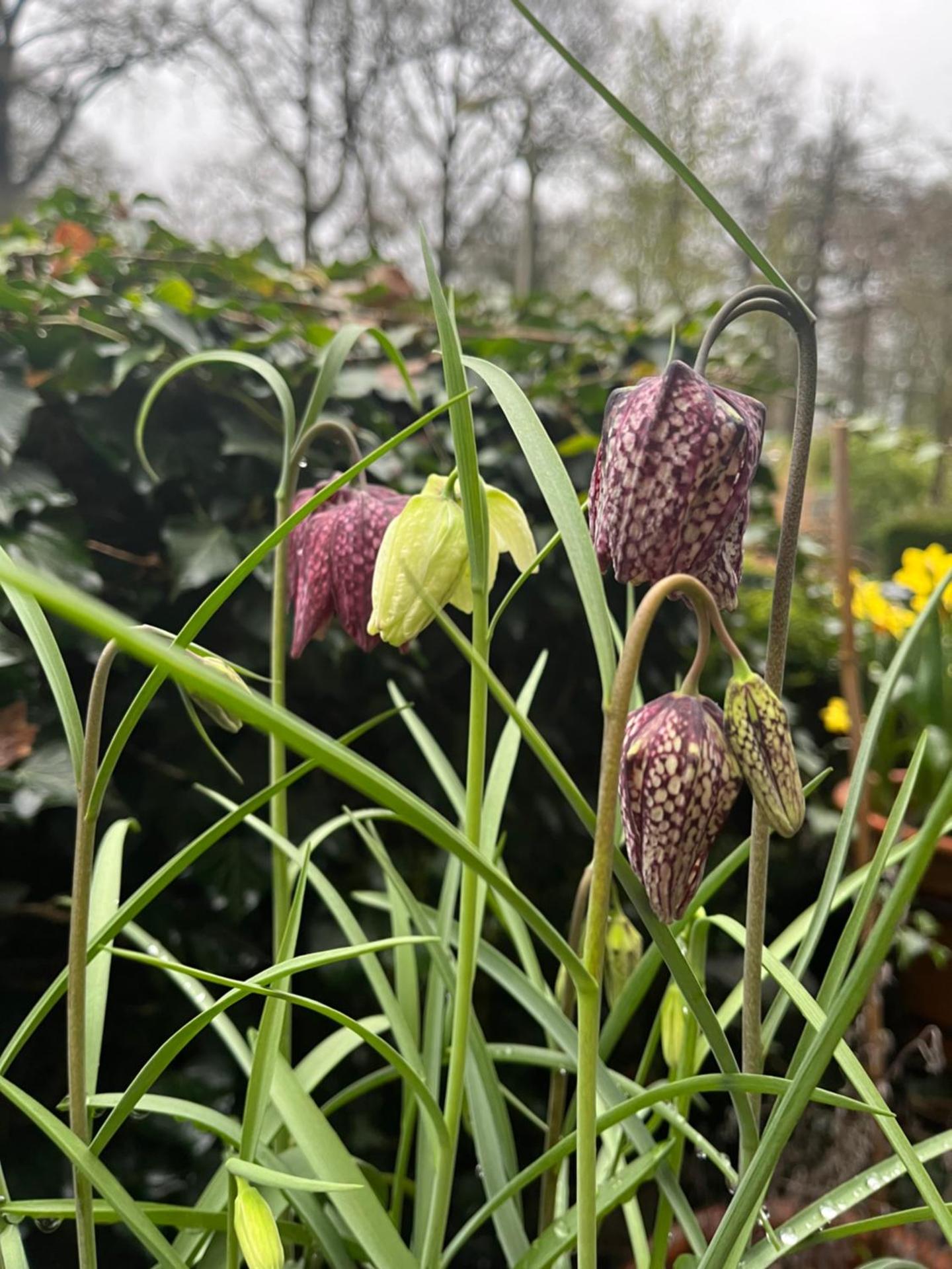 Deventer Heritage en Boutique B&B, museumhuis "De Worp", het huis met de theekoepel, logeren in authentiek historisch erfgoed