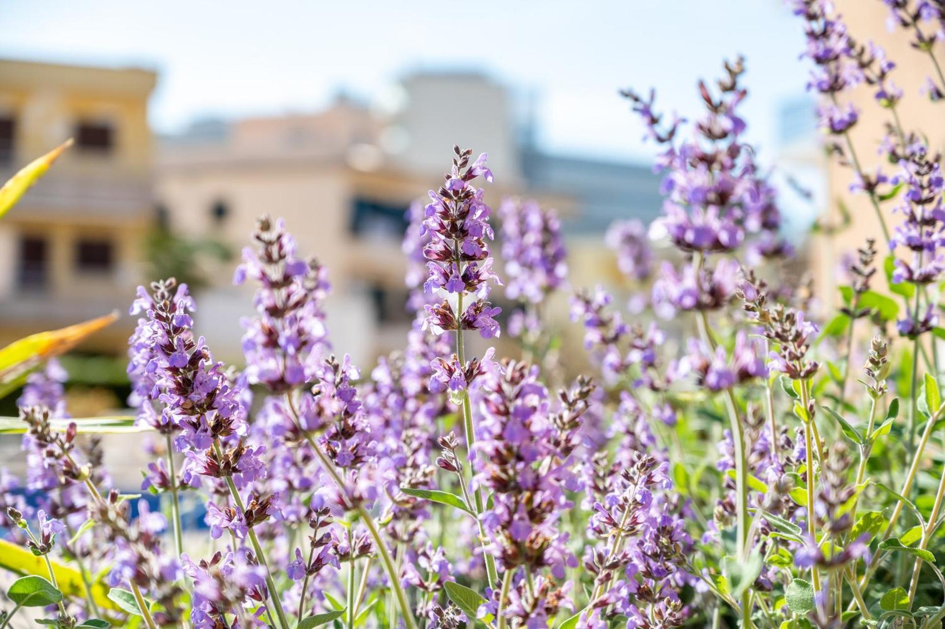 Holytom Puerto Pollensa