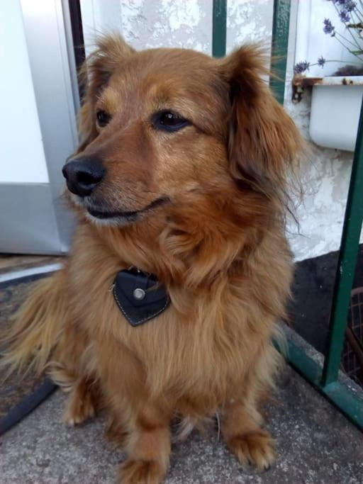 Ferienhaus mit Minibauernhof