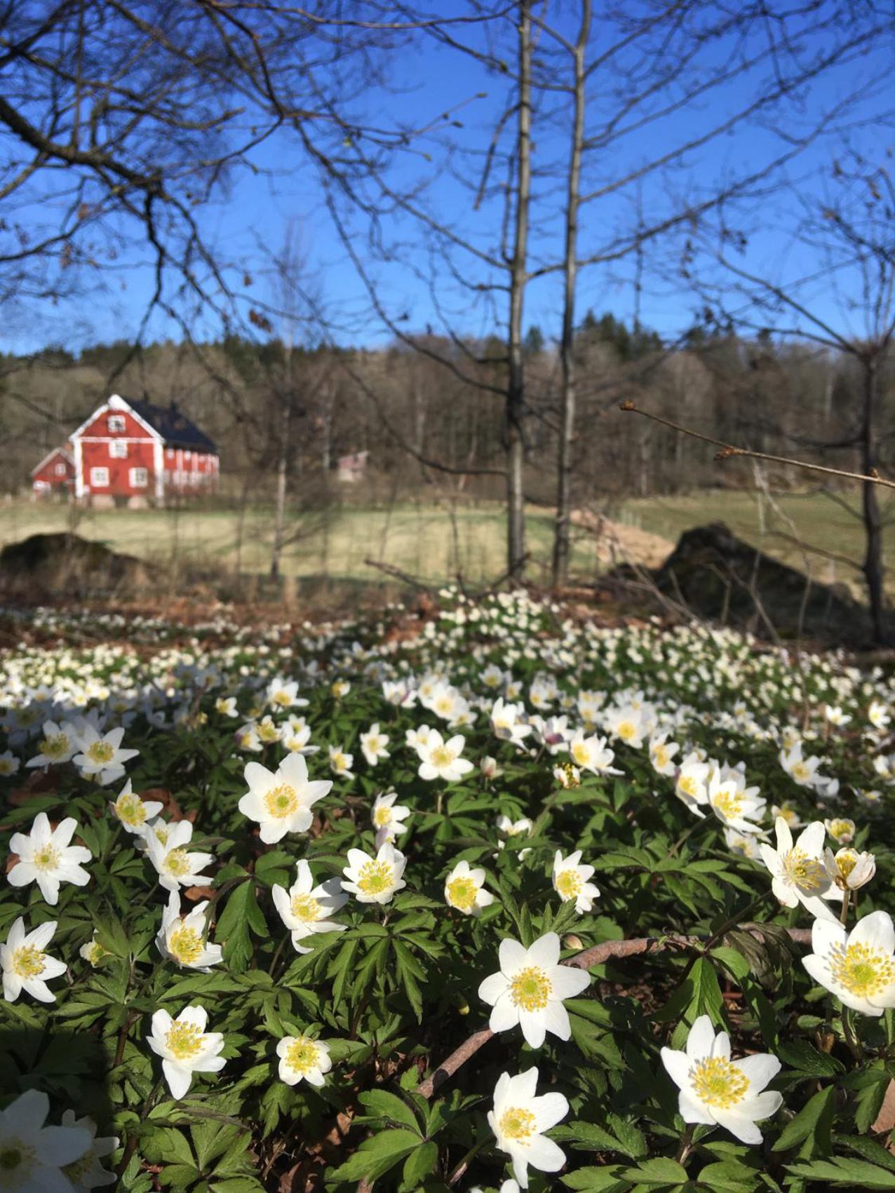 La Maison Rouge de Slätten Bed and Breakfast