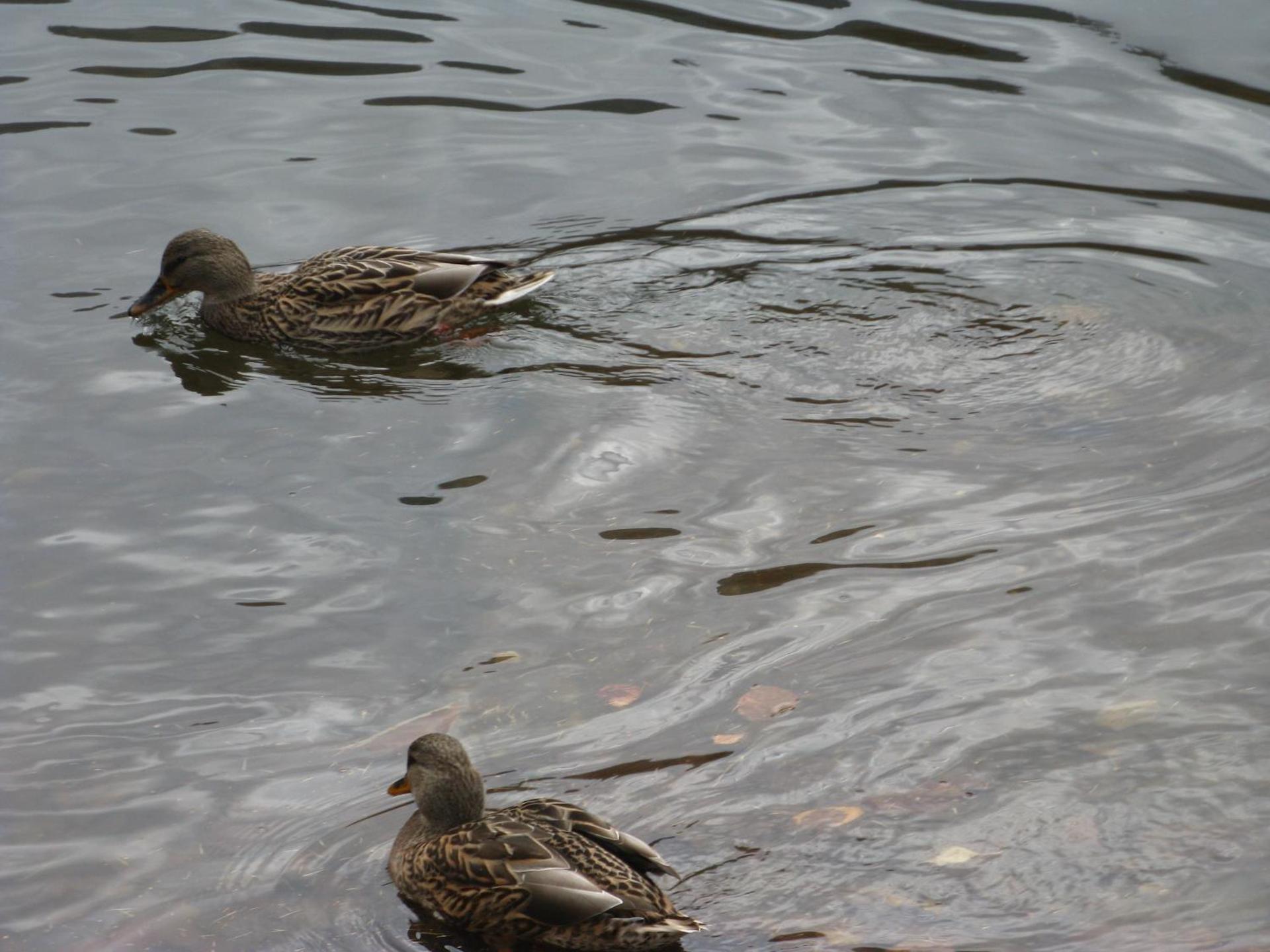 Casa de vacanta Mogosa