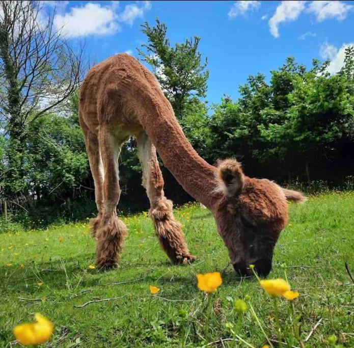 New Forest lodge - 194 NO PETS