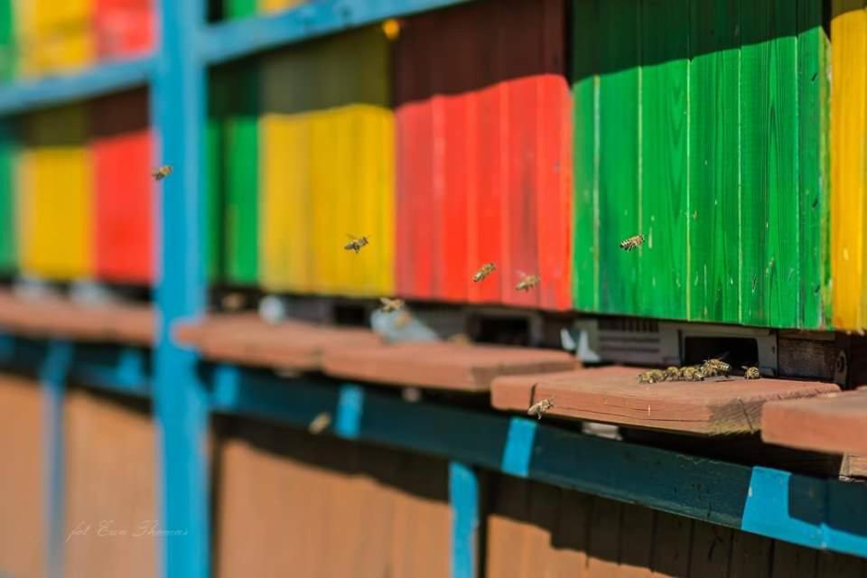 Gościniec Polna Pszczoła