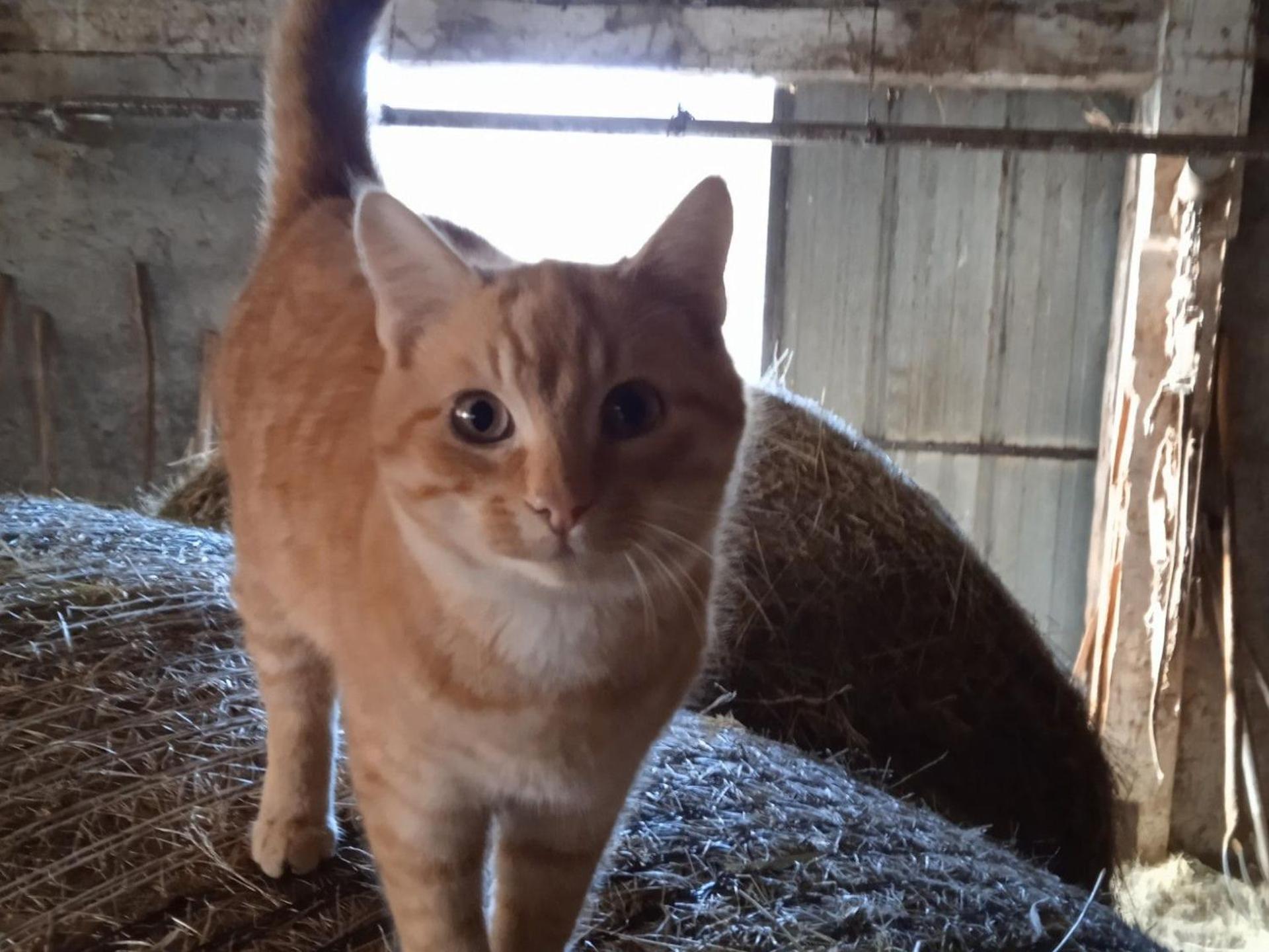 Maison de vacances rénovée à la ferme, terrasse, proche du Parc Ardes, Puy de Dôme et Brioude - FR-1-582-375