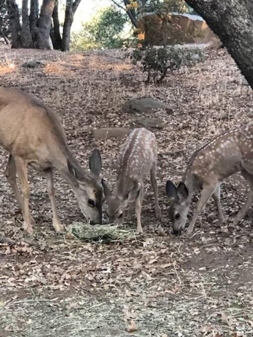 Cozy Cub Cabin, brand new home near Yosemite