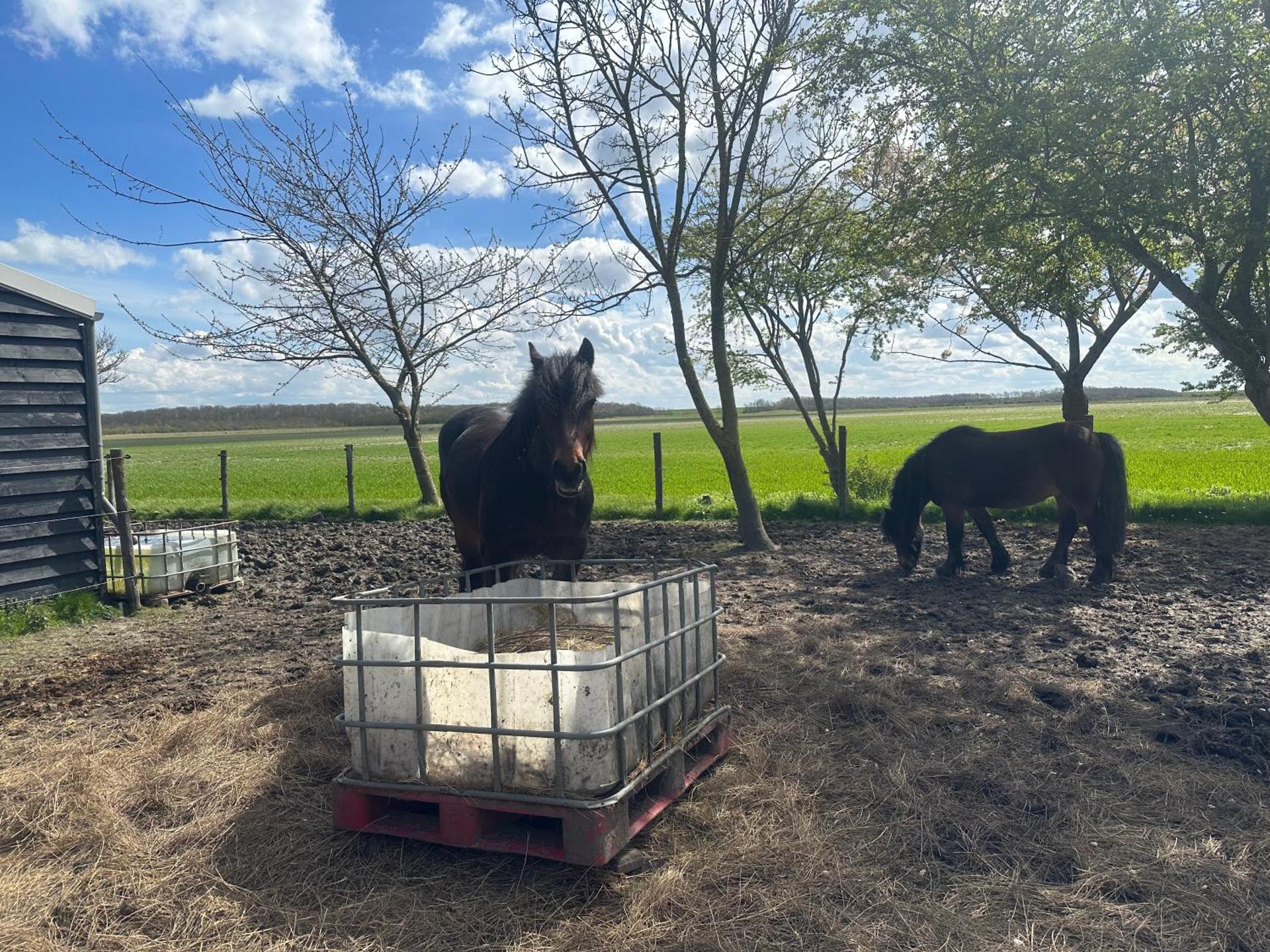 Het Tinkerparadijs, paarden, rust en ruimte.