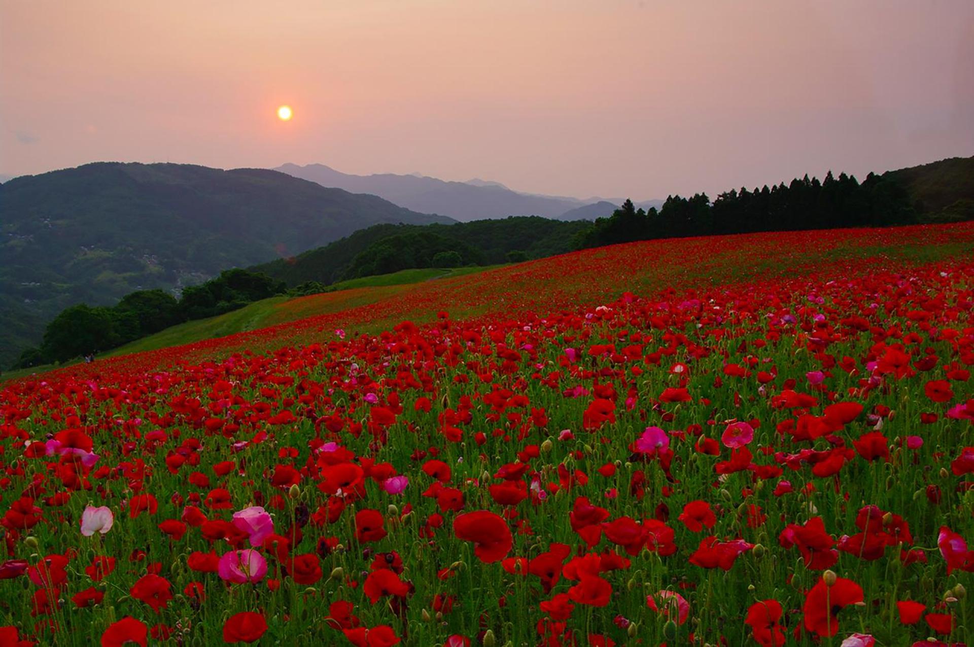 Ikoi no Mura Heritage Minoyama