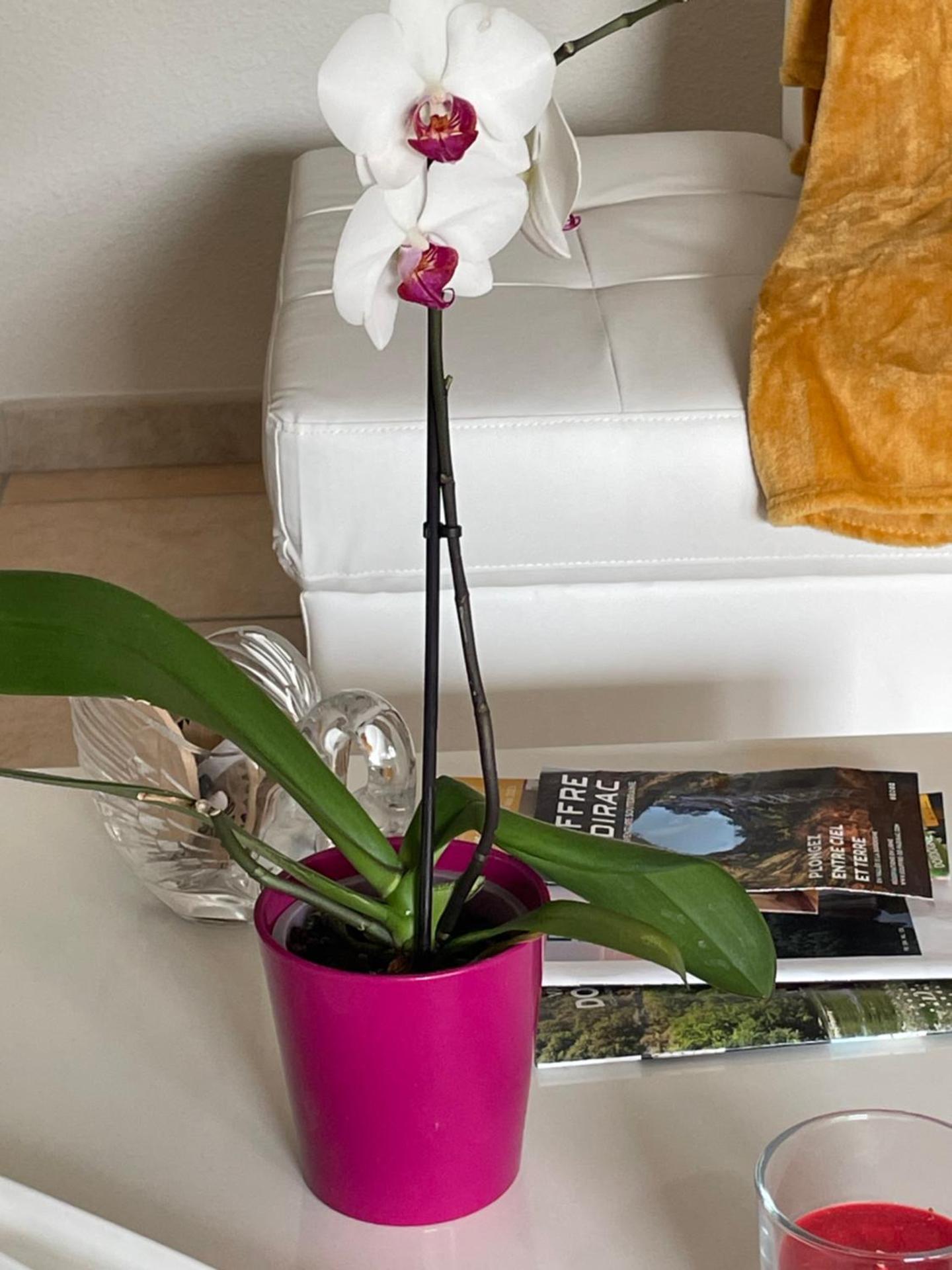 Le Lotois les Ondines