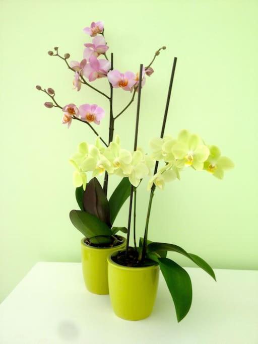 La Dimora dei Pumi Verdi