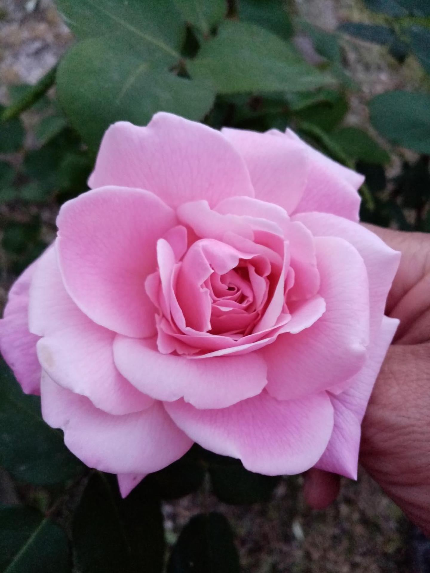 I Giardini di Palazzo Ducale