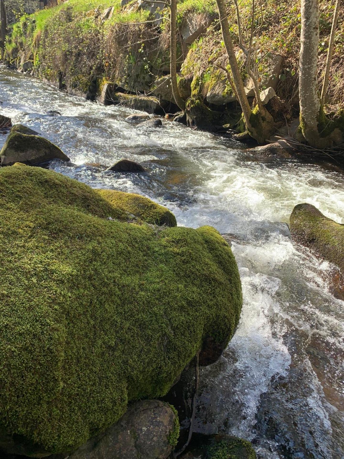 La cabane des écureuils