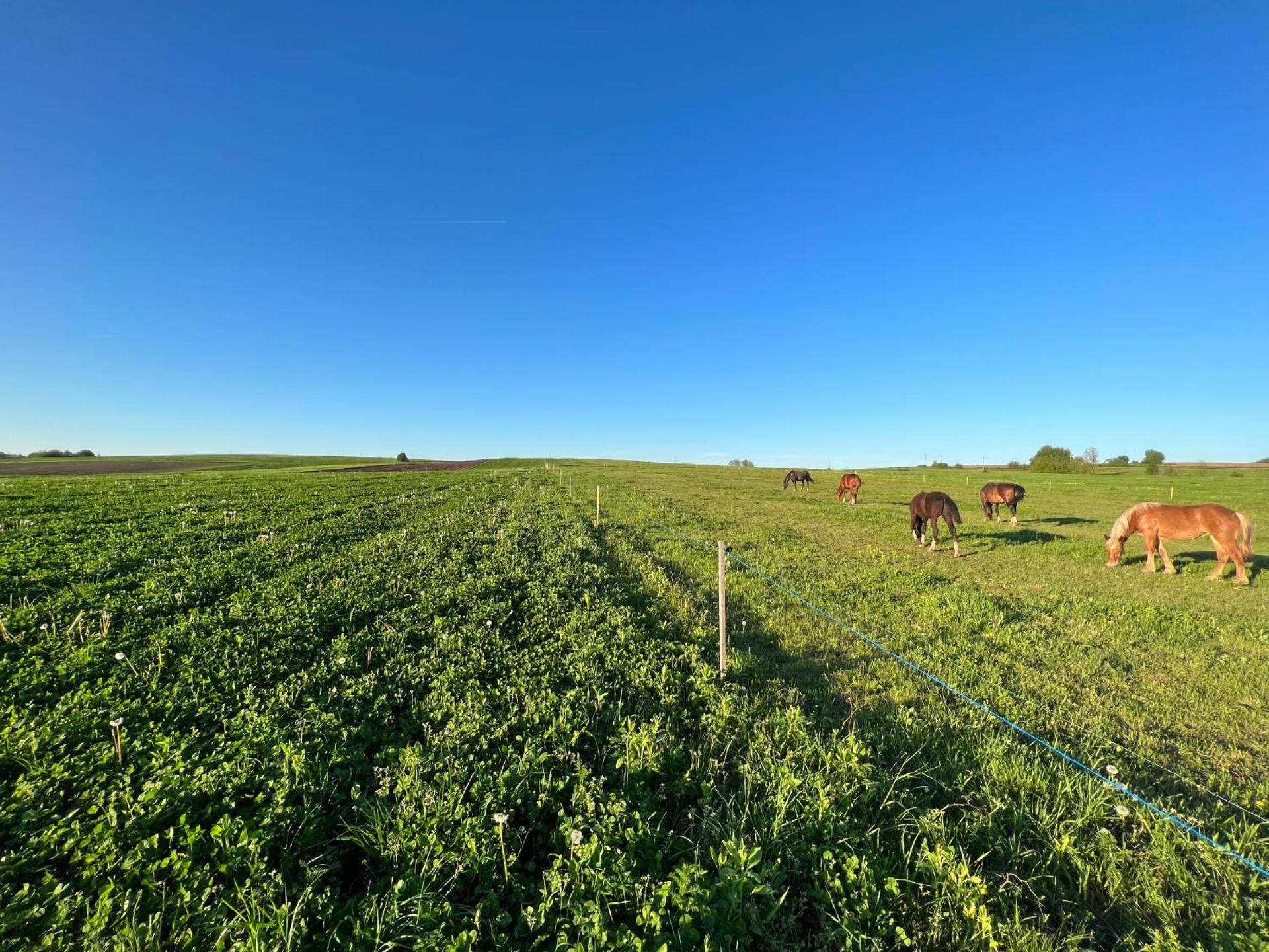 Apartments and Rooms Kristina