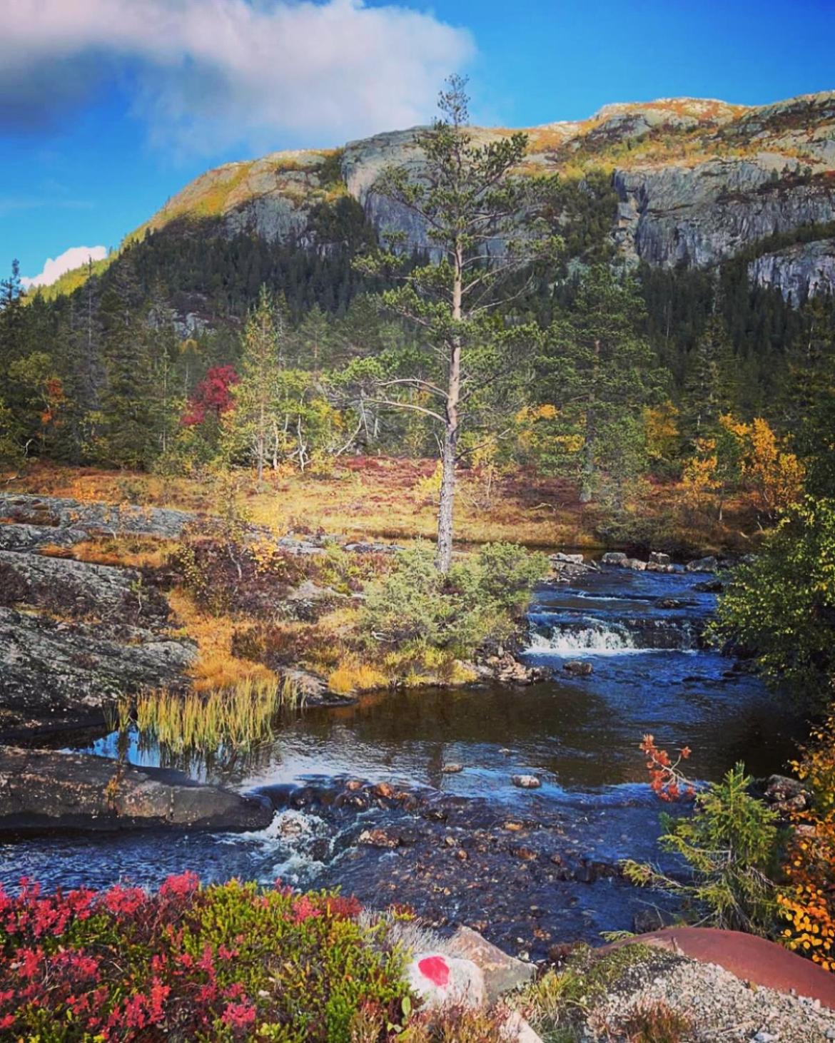 Peaceful cottage close to Bø Sommarland and Lifjell-perfect for hiking