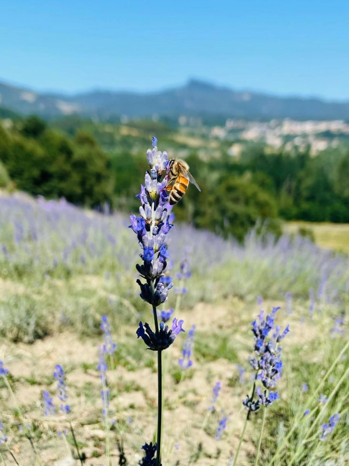 La lavanda di Poppi-mini appartamento
