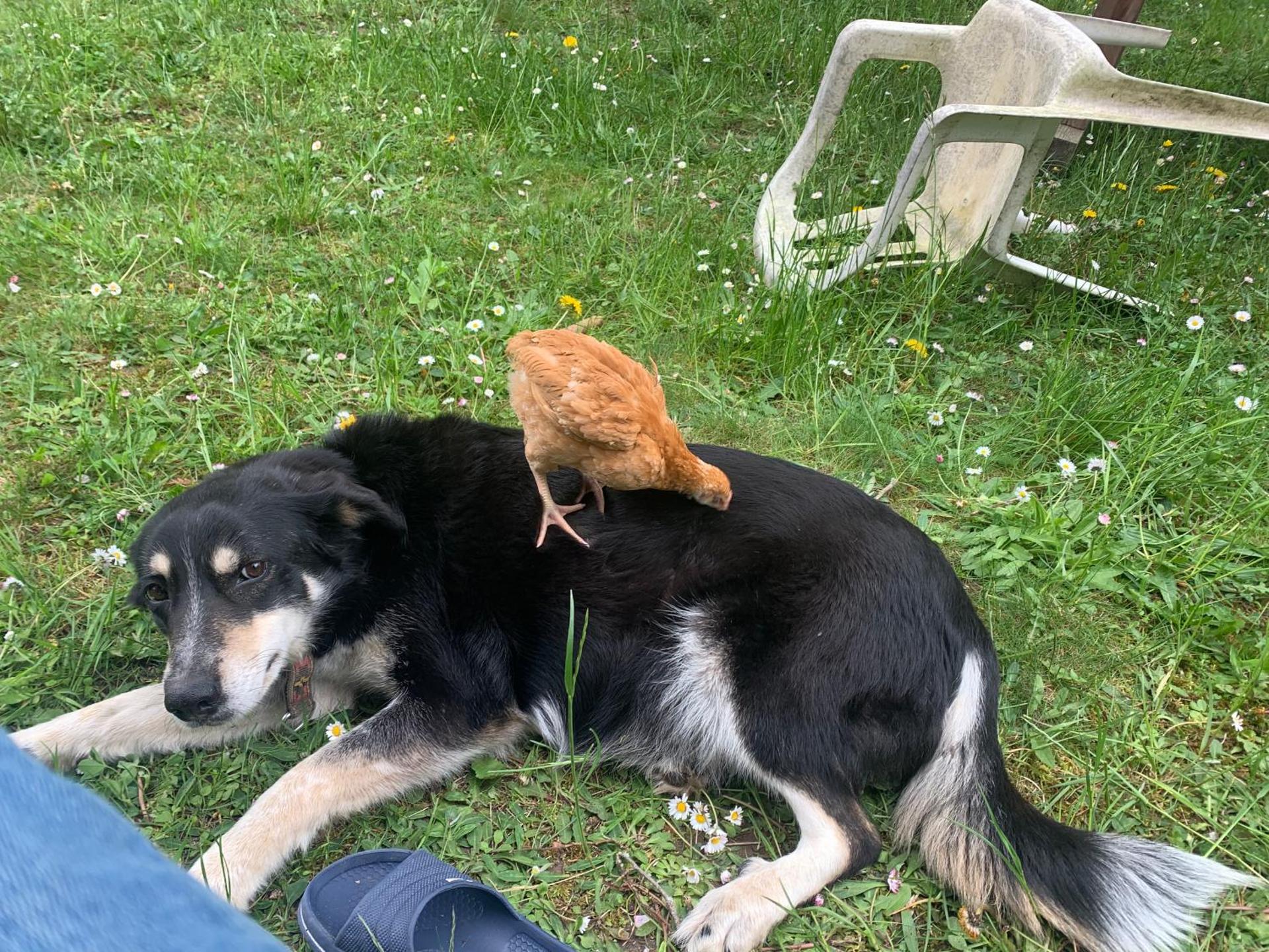 Chambre double Futon et Chambre Classique au coeur du Vercors
