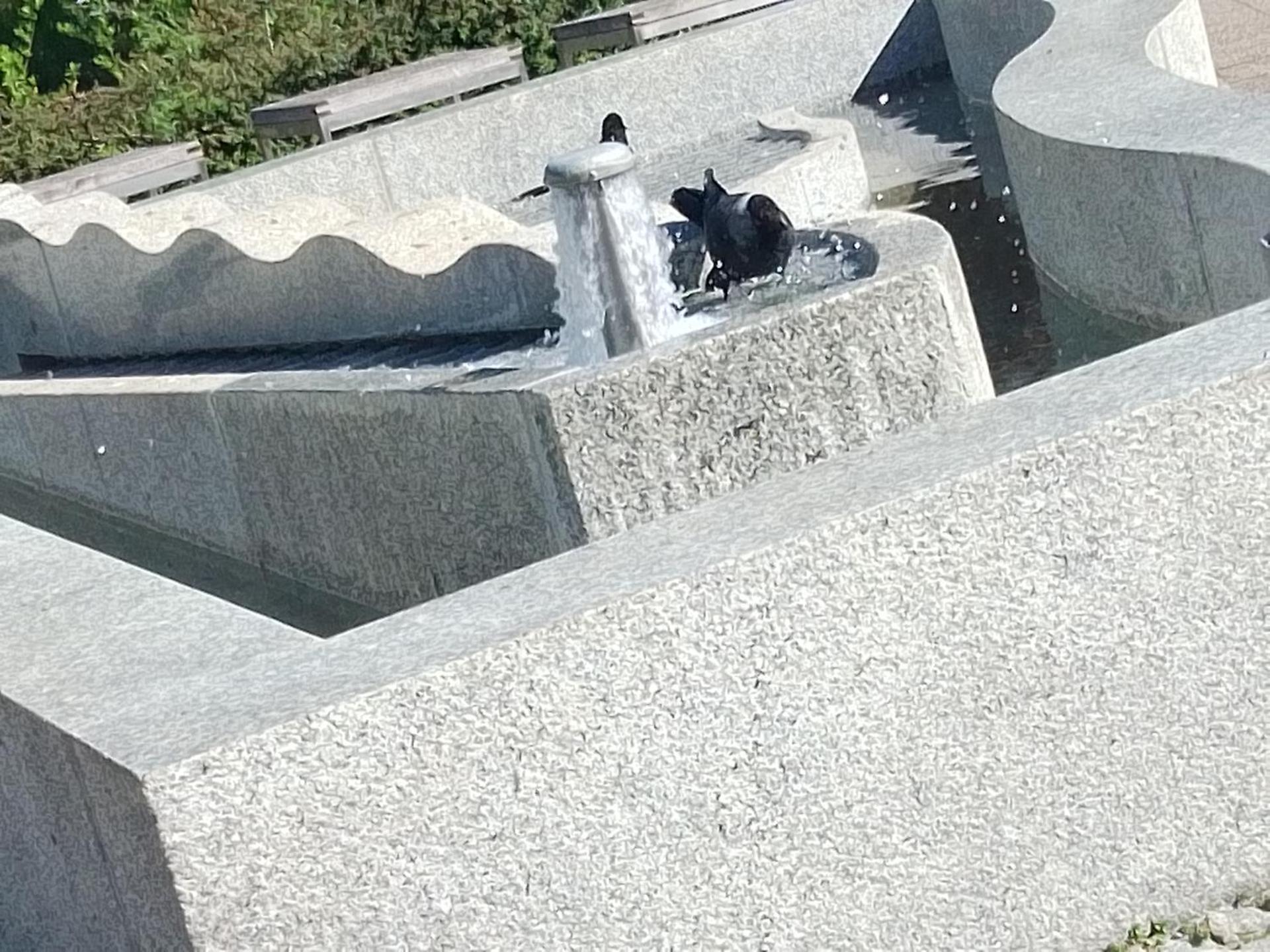 Dreapart Pruszcz gdański